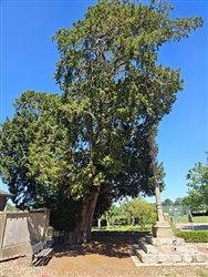 L'if du cimetière - Sainte-Croix-sur-Buchy